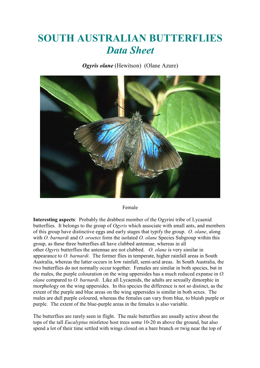 SOUTH AUSTRALIAN BUTTERFLIES Data Sheet