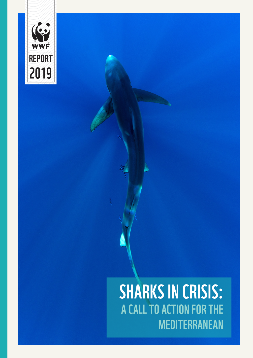 Sharks in Crisis: a Call to Action for the Mediterranean