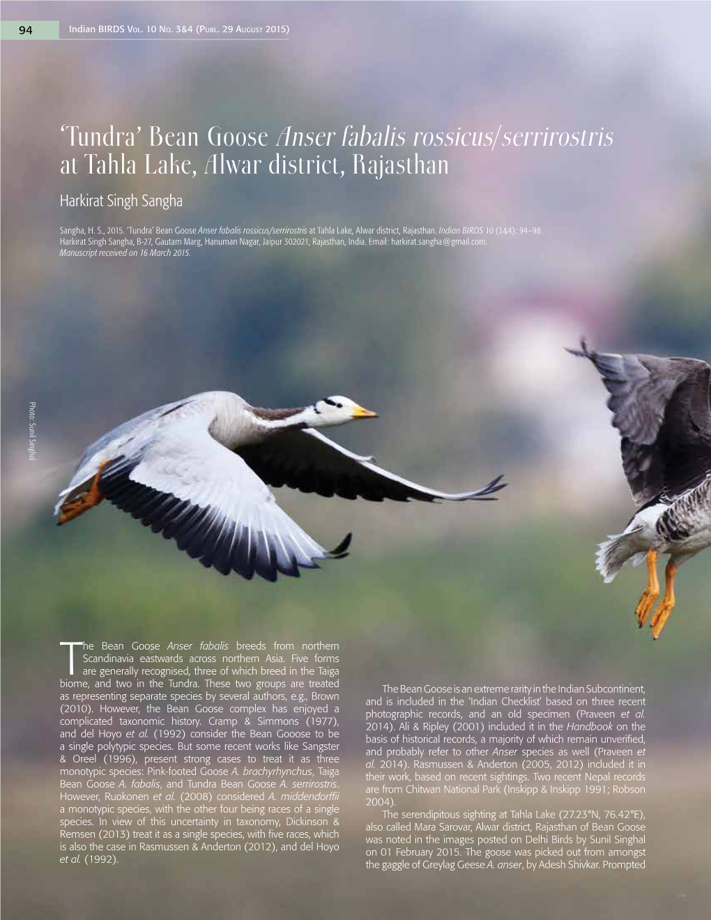 'Tundra' Bean Goose Anser Fabalis Rossicus/Serrirostris at Tahla Lake