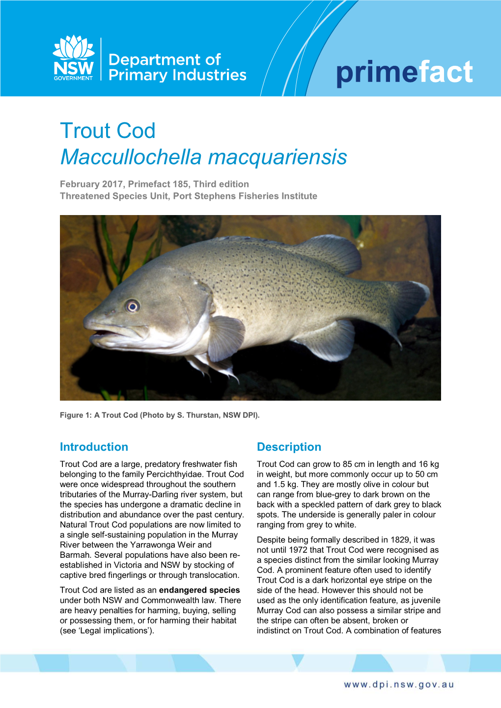 Trout Cod Maccullochella Macquariensis