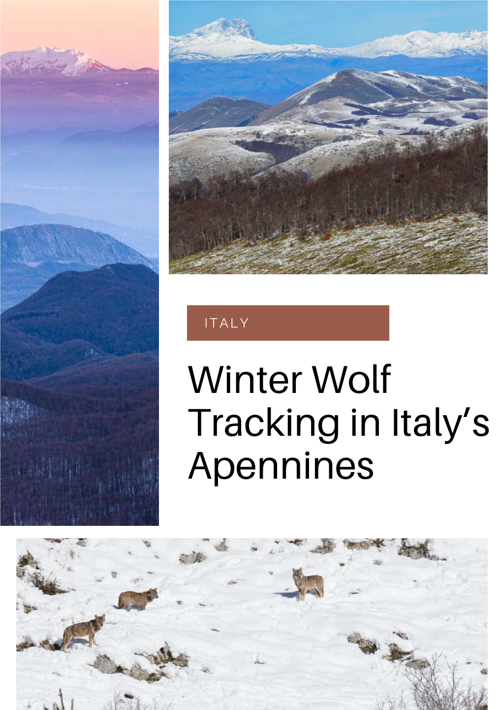 Wolf Tracking in Italy’S Apennines T R a C K I N G W O L V E S I N T H E M O U N T a I N S