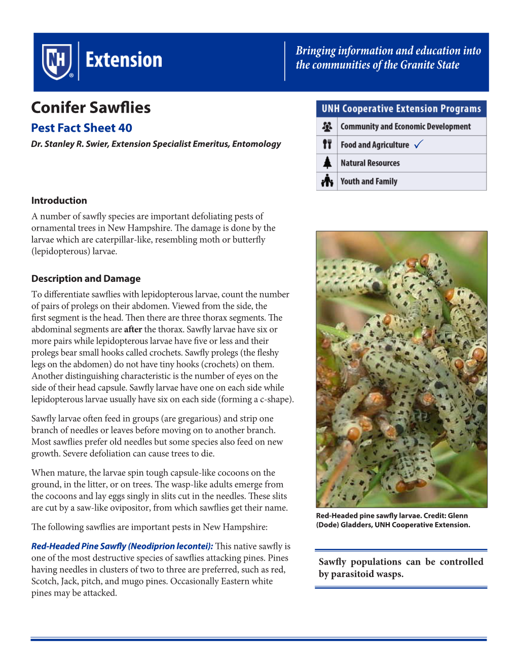 Conifer Sawfly