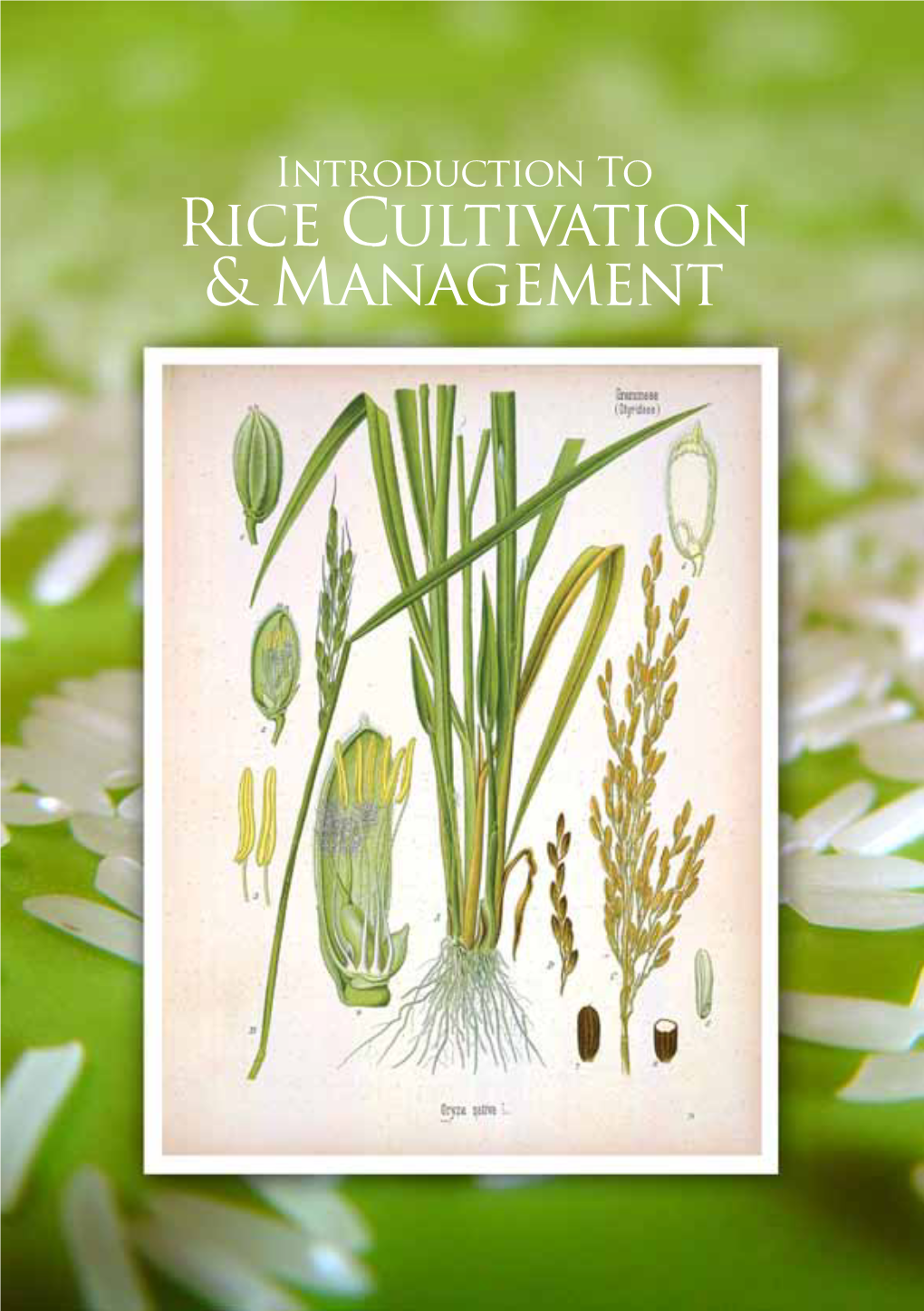 Rice Cultivation & Management