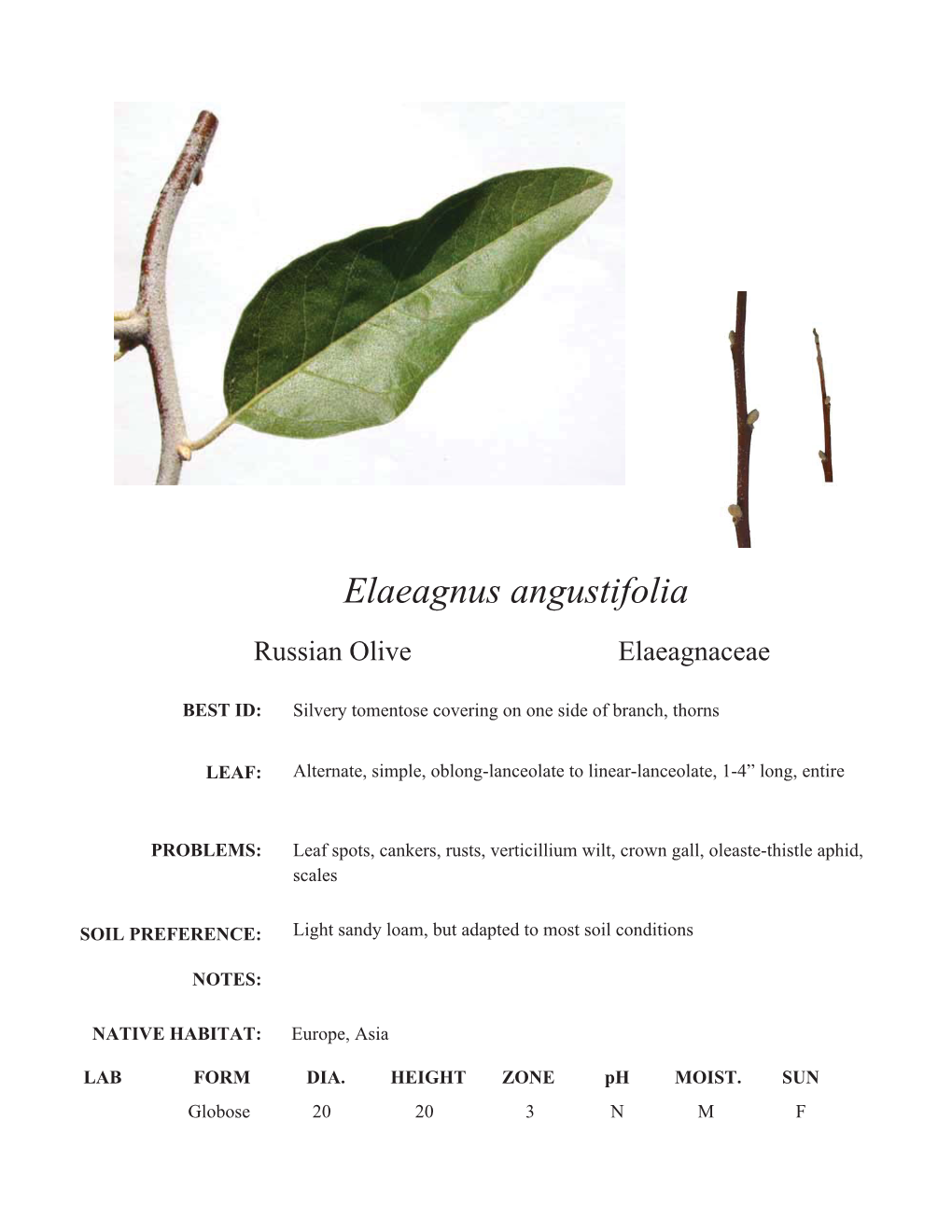 Elaeagnus Angustifolia Russian Olive Elaeagnaceae