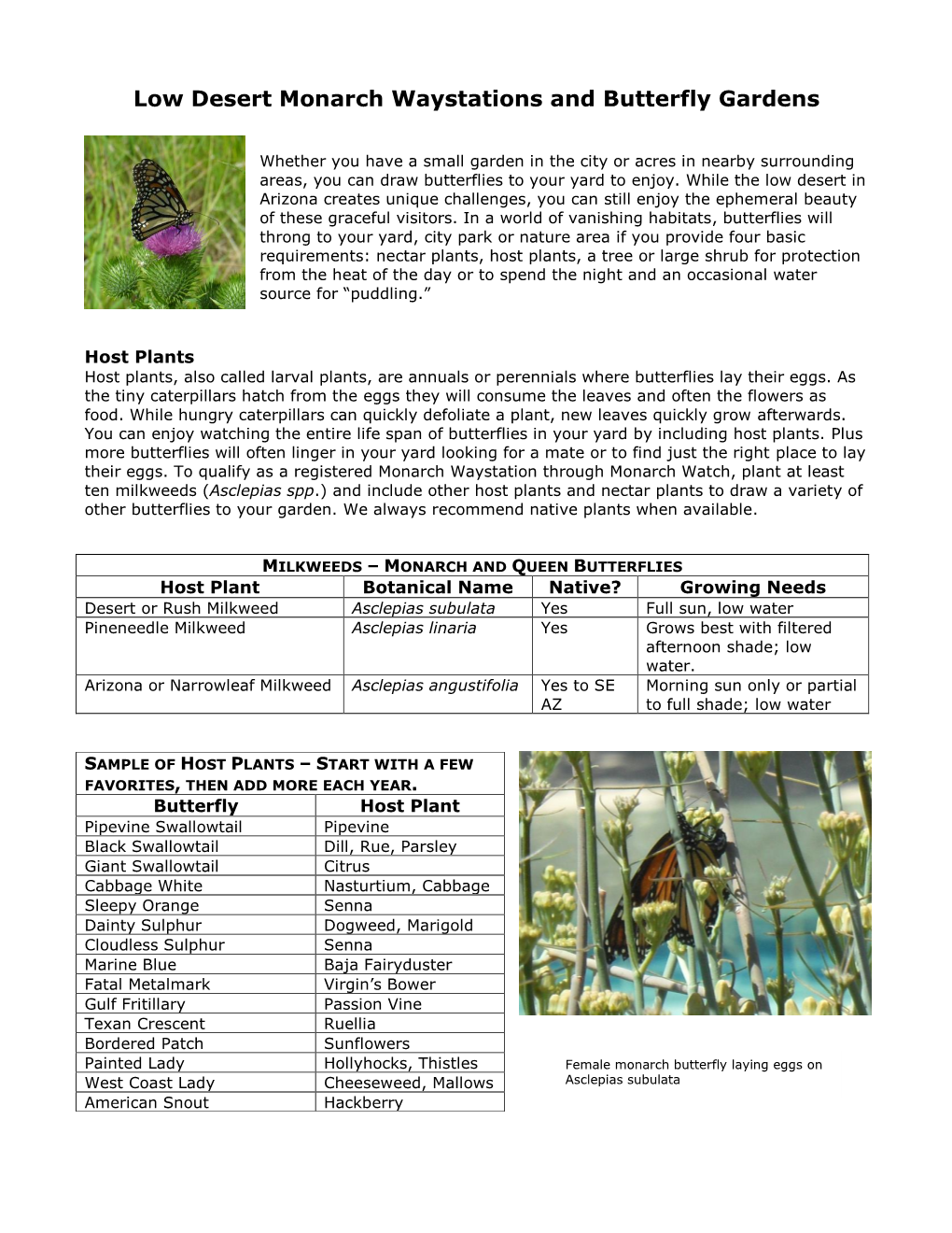 Low Desert Monarch Waystations and Butterfly Gardens
