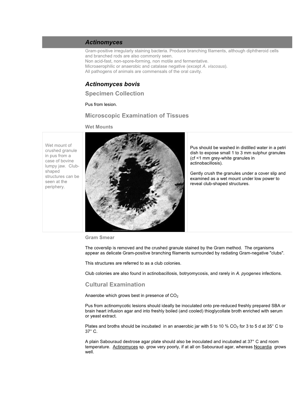 Actinomyces Actinomyces Bovis Specimen Collection Microscopic