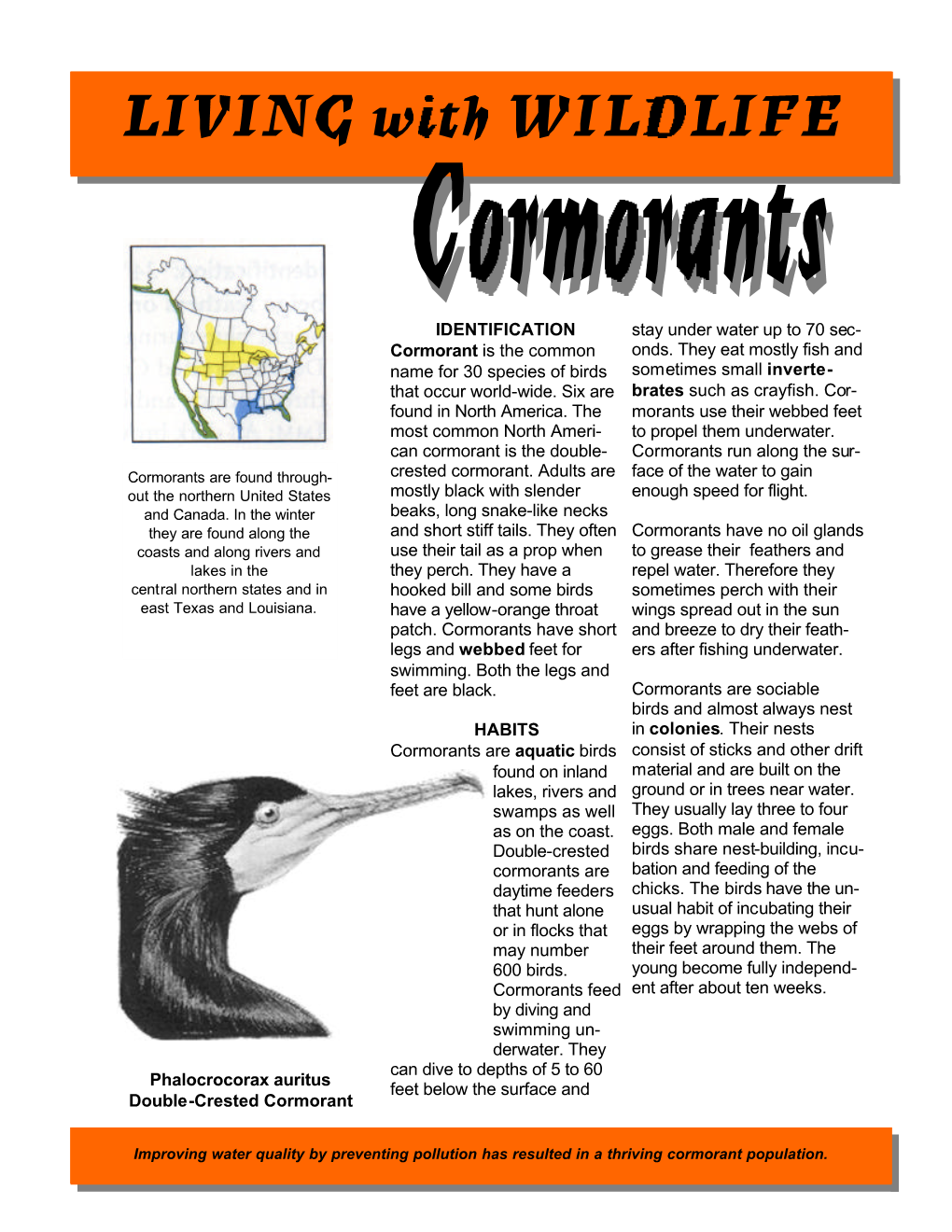 Cormorants Run Along the Sur- Cormorants Are Found Through- Crested Cormorant