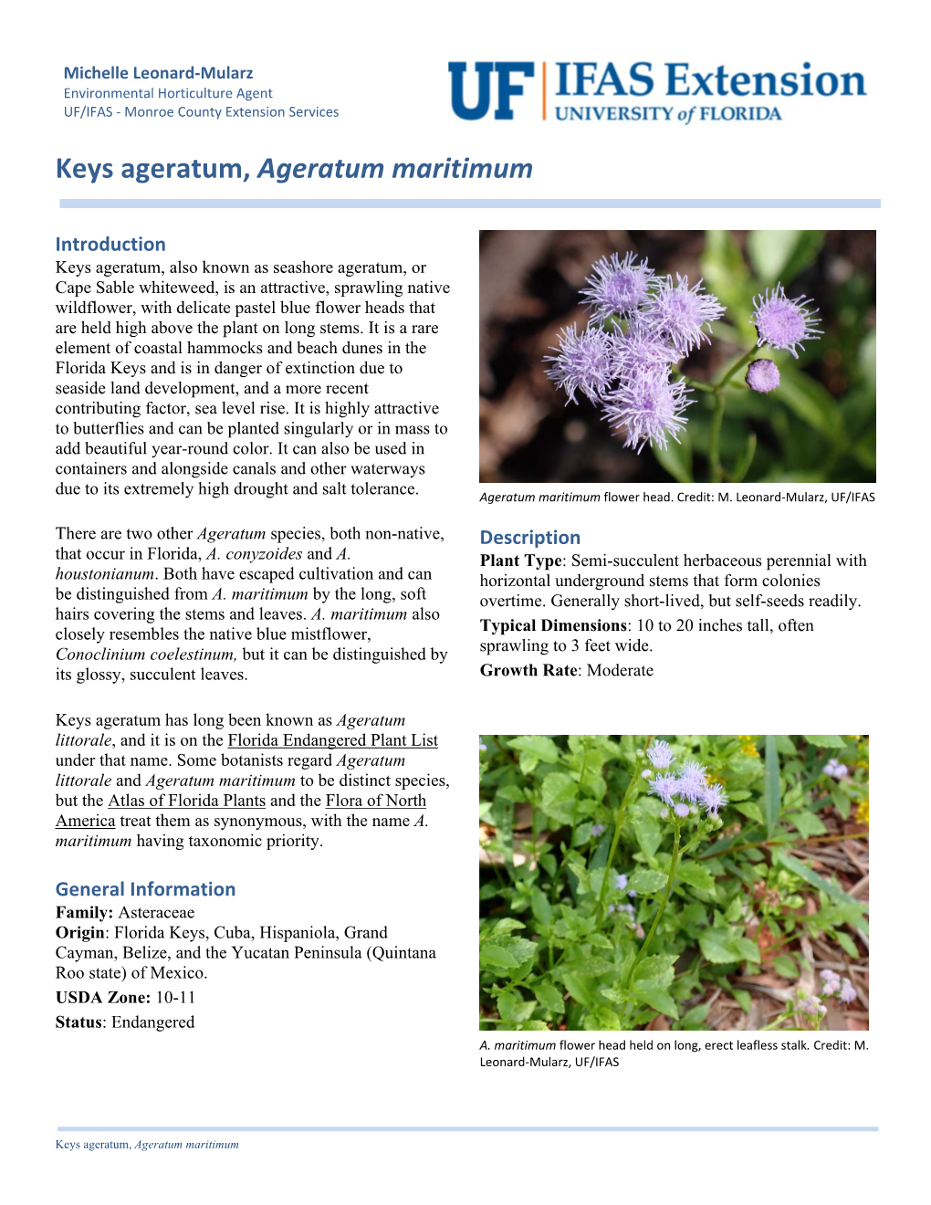 Keys Ageratum, Ageratum Maritimum