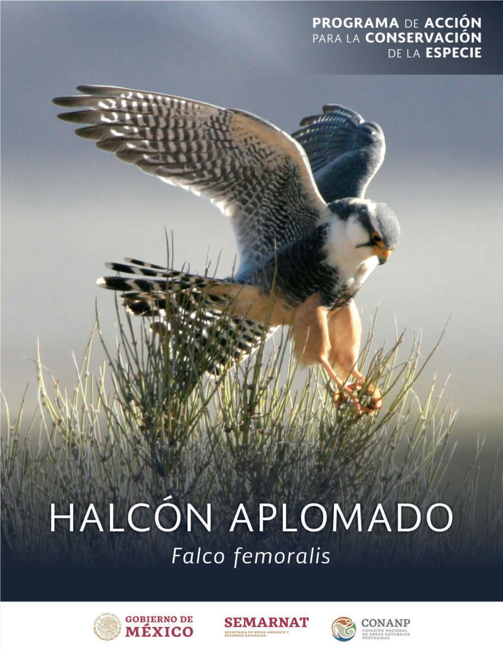 HALCÓN APLOMADO 1 PROGRAMA DE ACCIÓN PARA LA CONSERVACIÓN DE LA ESPECIE HALCÓN APLOMADO (Falco Femoralis)