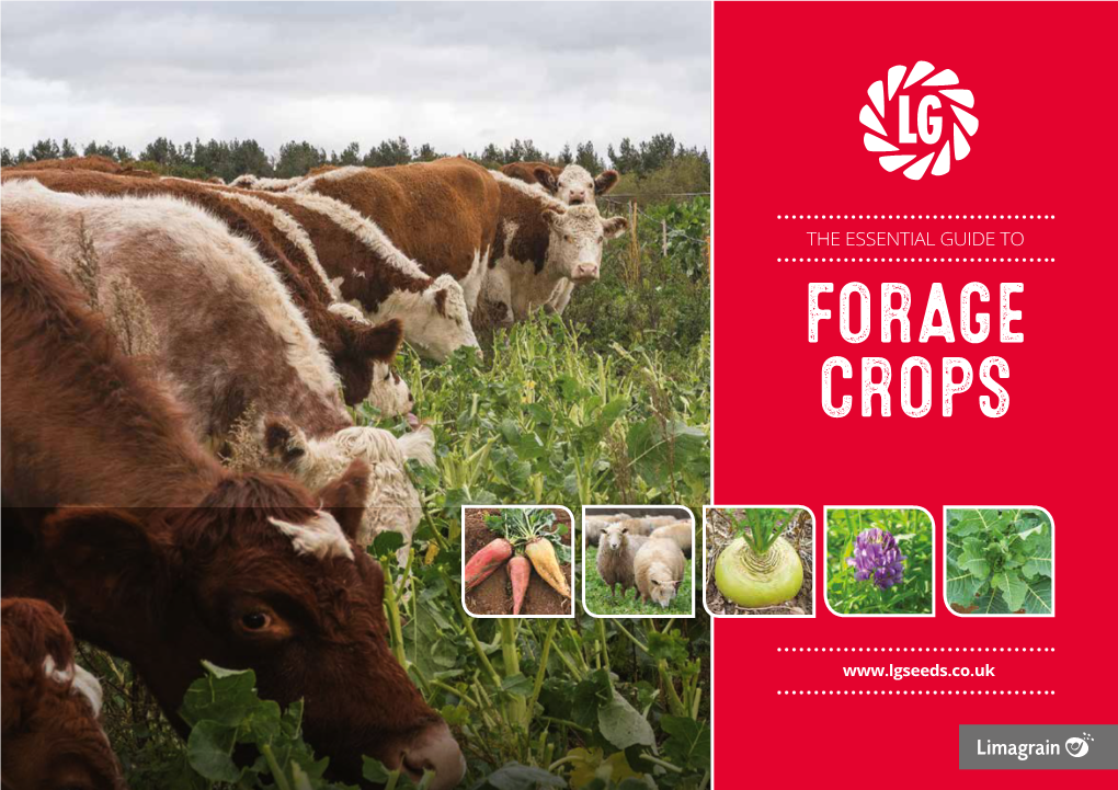 Essential Guide to Forage Crops