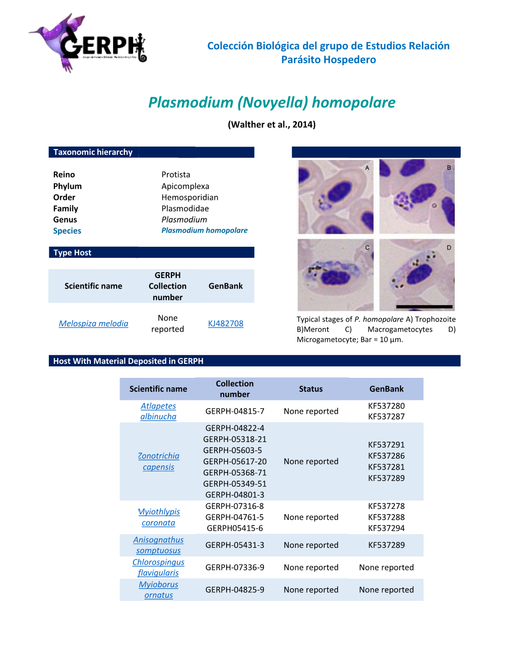 Plasmodium (Novyella) Homopolare (Walther Et Al., 2014)