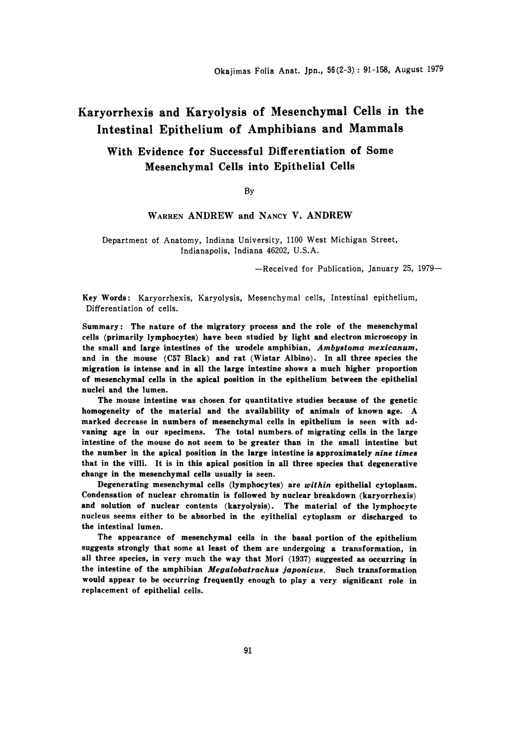 Karyorrhexis and Karyolysis of Mesenchymal Cells in the Intestinal Epithelium of Amphibians and Mammals