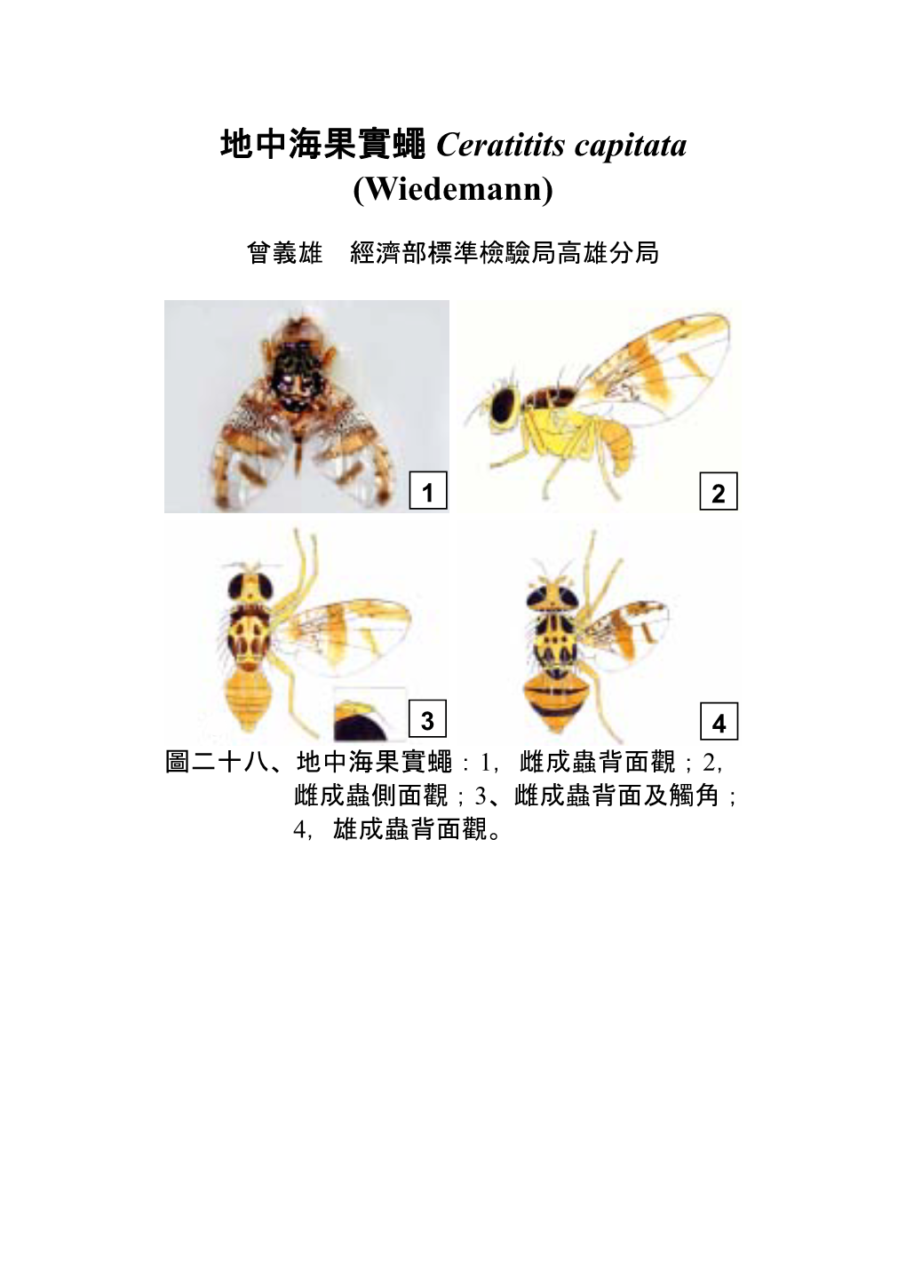 地中海果實蠅ceratitits Capitata \(Wiedemann\)