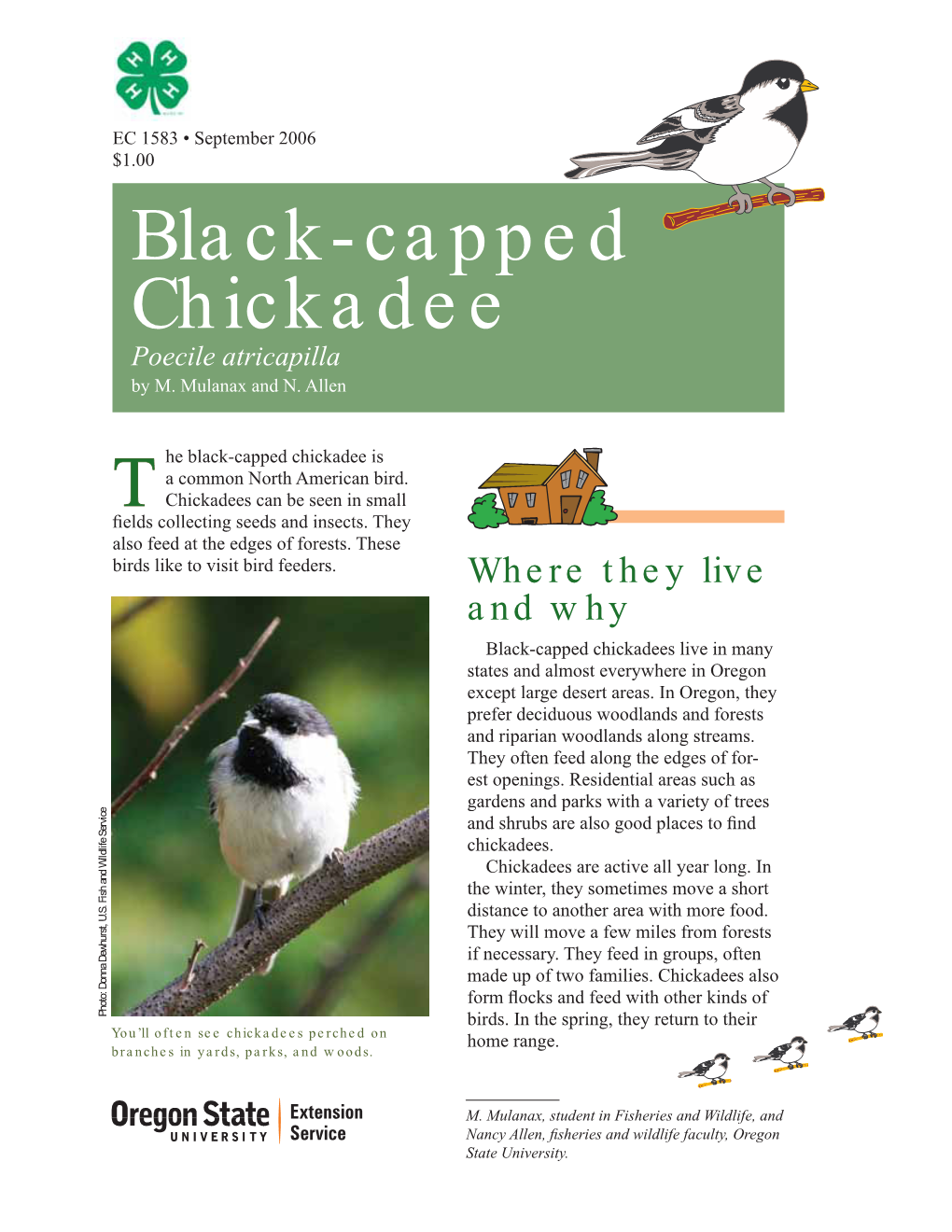 Black-Capped Chickadee, Poecile Atricapilla