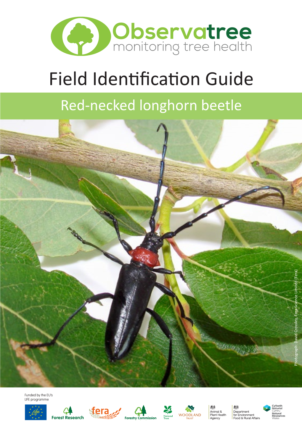 Red-Necked Longhorn Beetle Field ID Guide