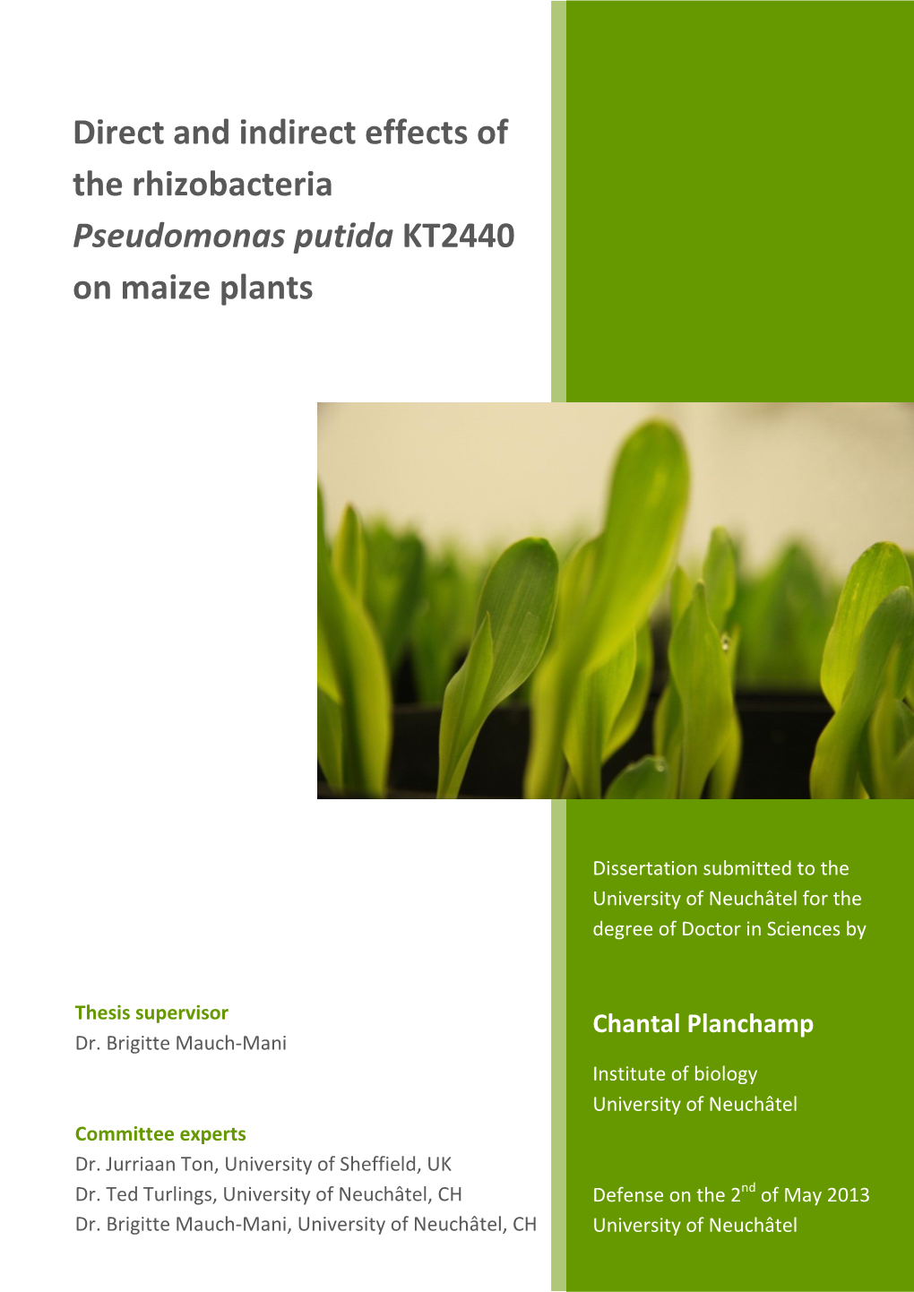 Beneficial Effects of Pseudomonas Putida KT2440 on Maize