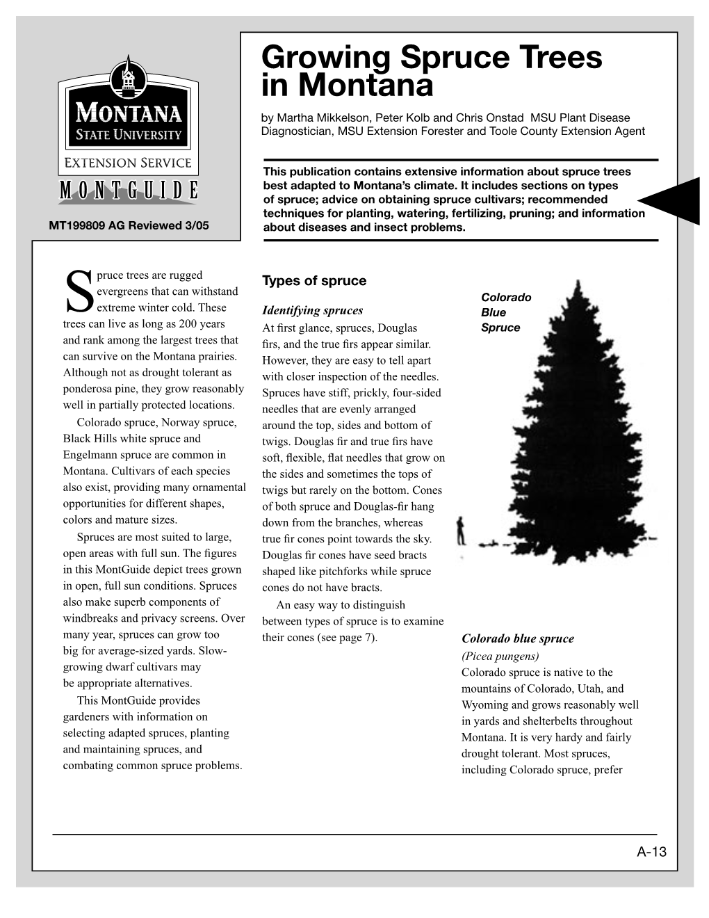 Spruce Trees in Montana by Martha Mikkelson, Peter Kolb and Chris Onstad MSU Plant Disease Diagnostician, MSU Extension Forester and Toole County Extension Agent