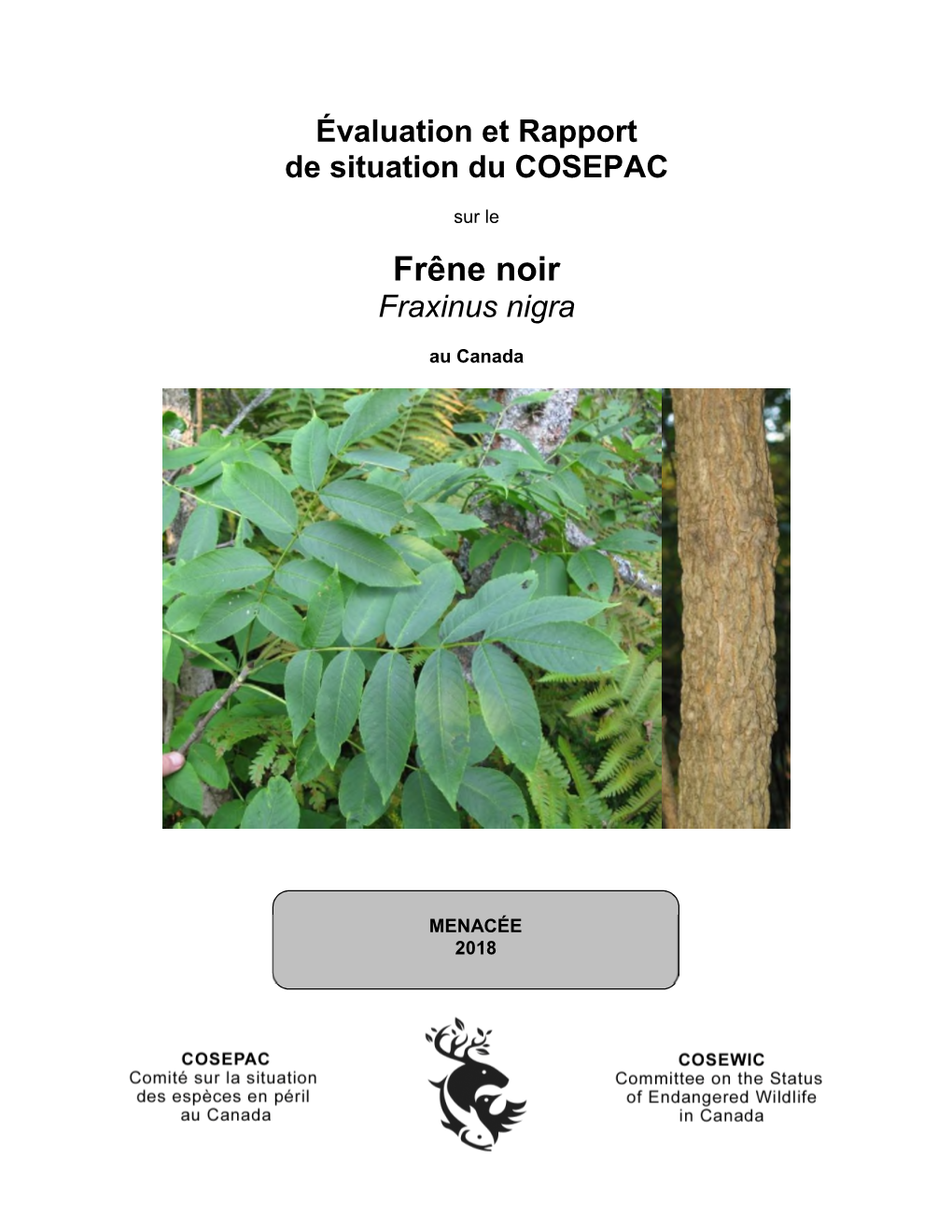 Évaluation Et Rapport De Situation Du COSEPAC Sur Frêne Noir (Fraxinus