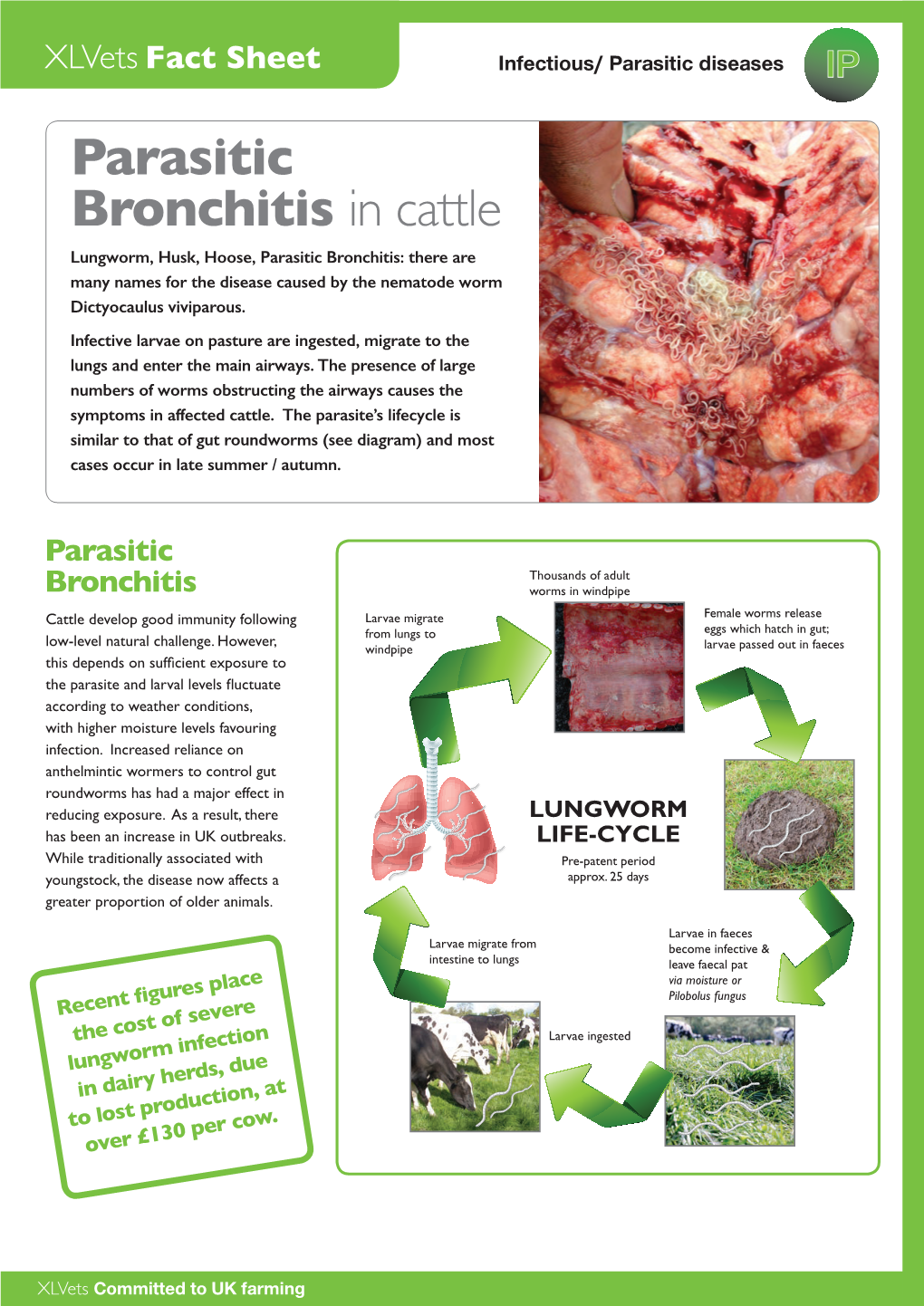 Parasitic Bronchitis in Cattle Lungworm, Husk, Hoose, Parasitic Bronchitis: There Are Many Names for the Disease Caused by the Nematode Worm Dictyocaulus Viviparous