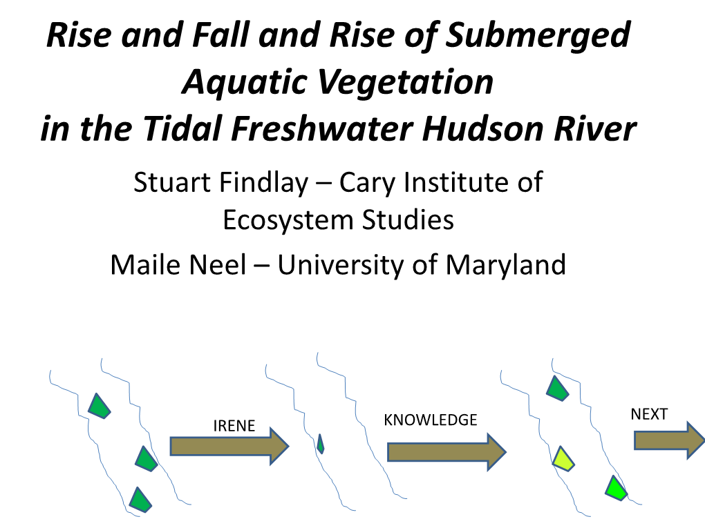 Rise and Fall and Rise of Submerged Aquatic Vegetation in the Tidal Freshwater Hudson River