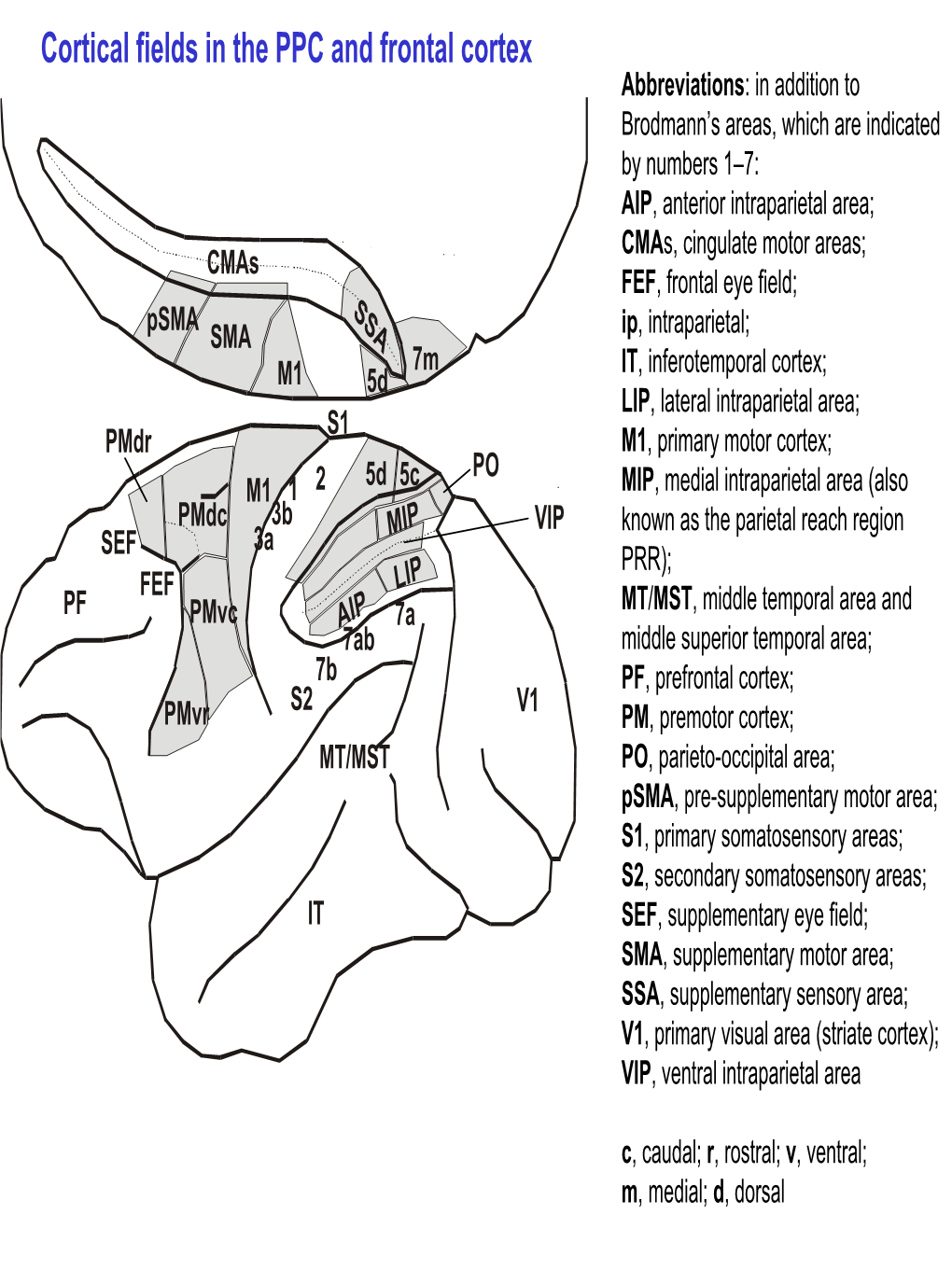 Cortical Fields in the PPC and Frontal Cortex