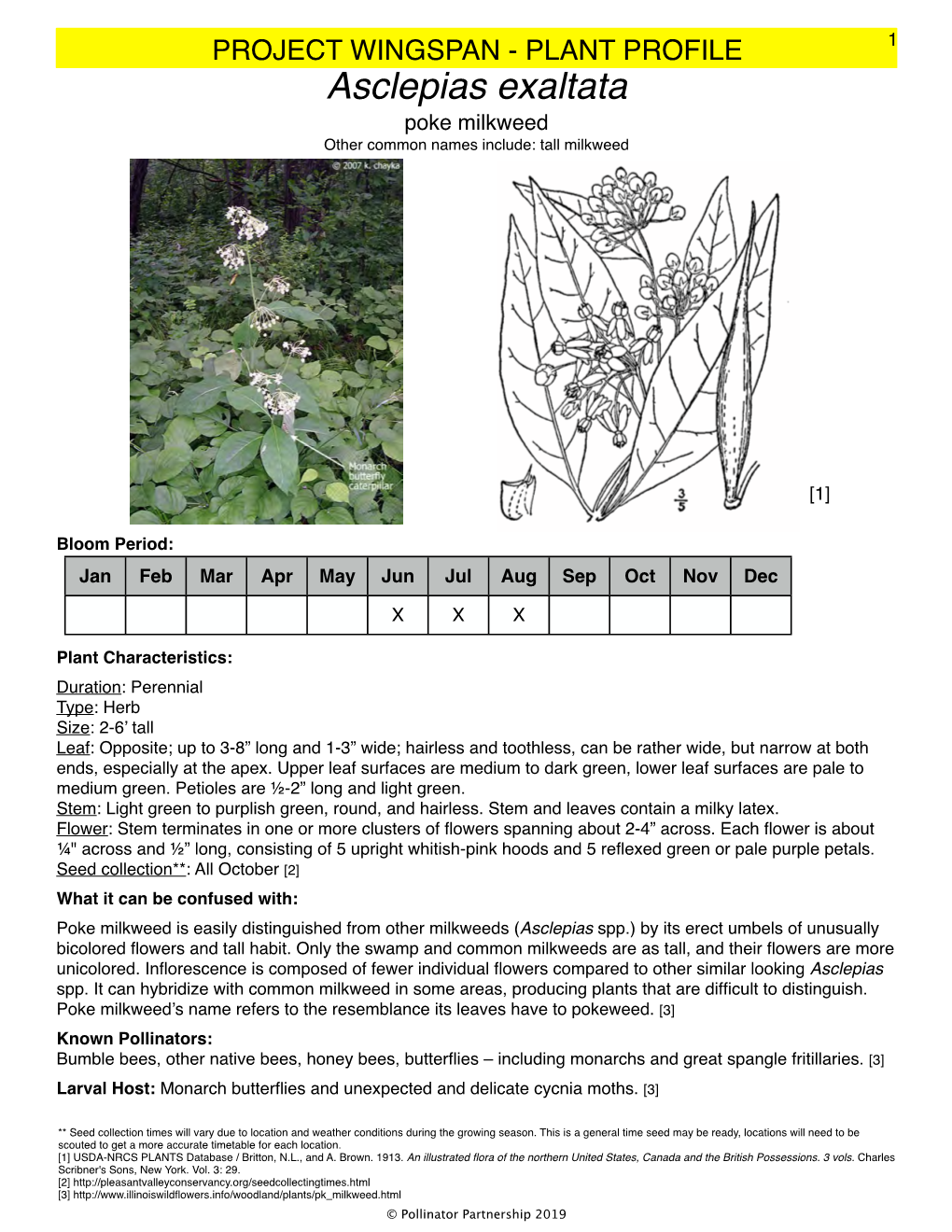 Asclepias Exaltata Poke Milkweed Other Common Names Include: Tall Milkweed