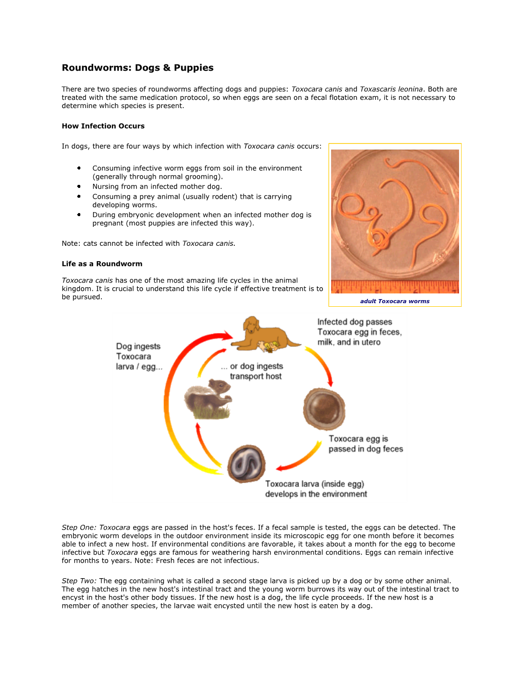 Roundworms: Dogs & Puppies