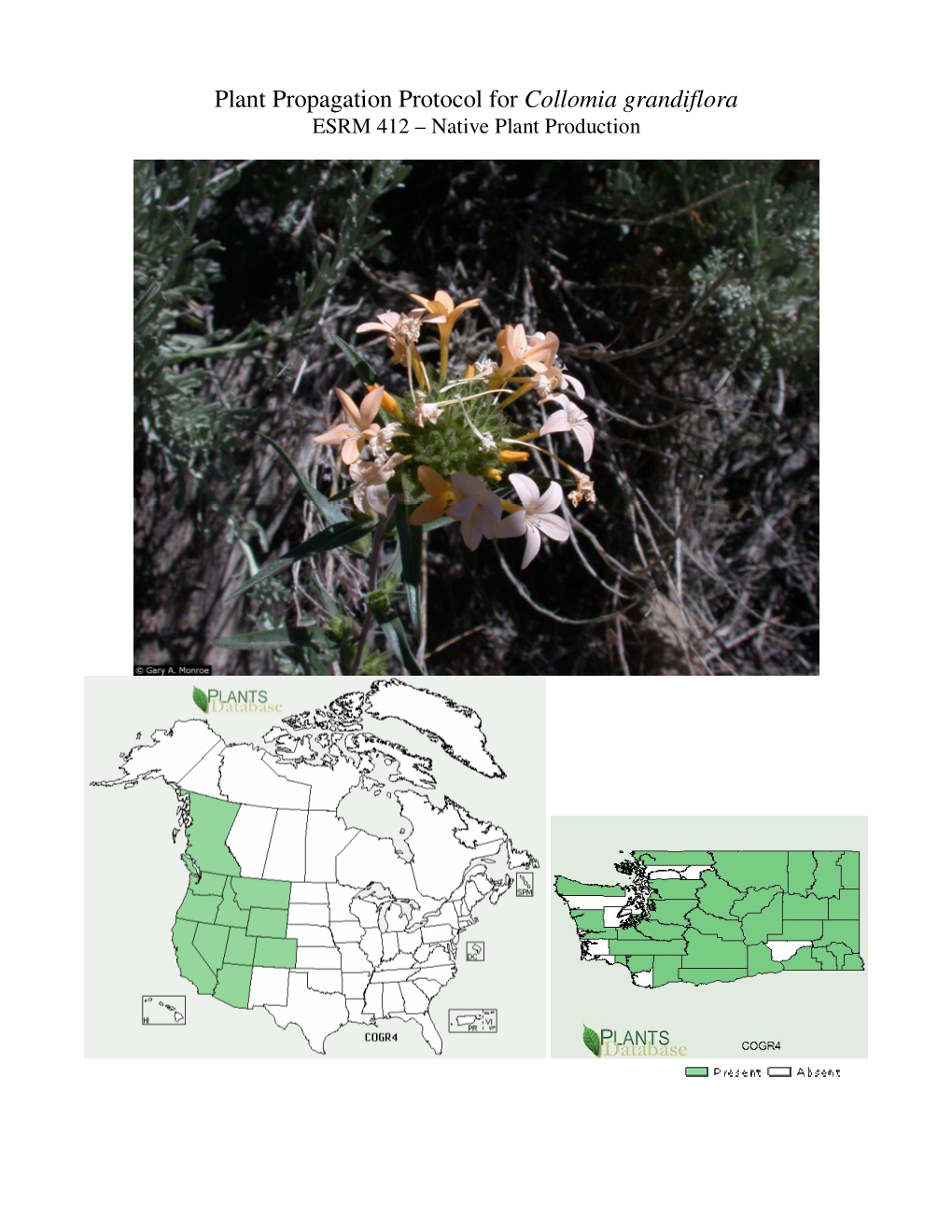 Plant Propagation Protocol for Collomia Grandiflora ESRM 412 – Native Plant Production