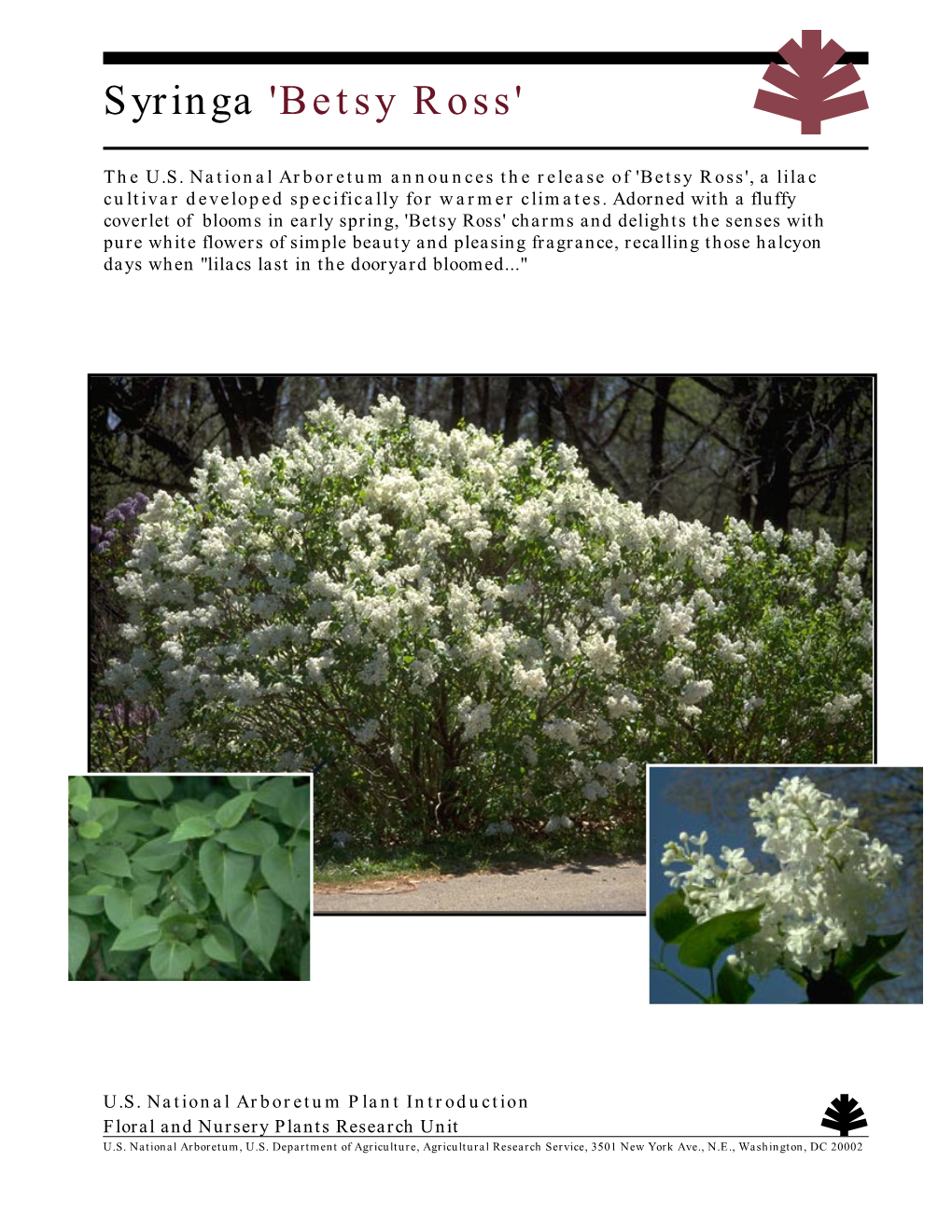 Syringa 'Betsy Ross'