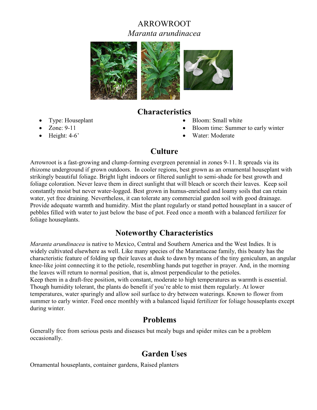 ARROWROOT Maranta Arundinacea Characteristics Culture Noteworthy