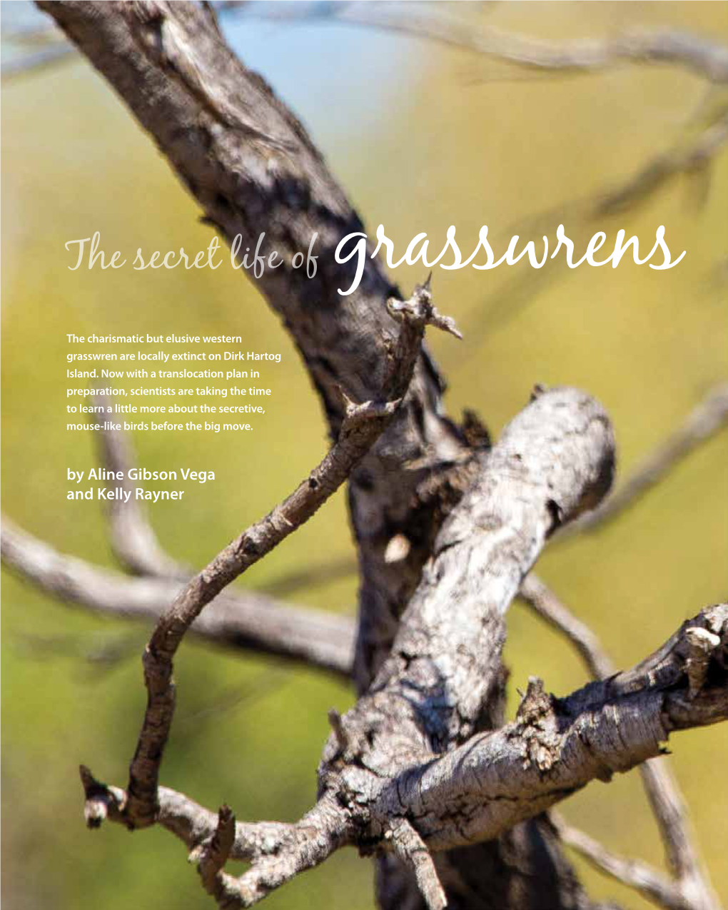 The Secret Life of Grasswrens