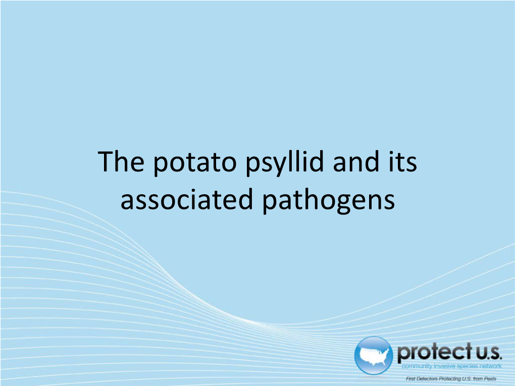 Potato Psyllids and Their Associated Pathogens