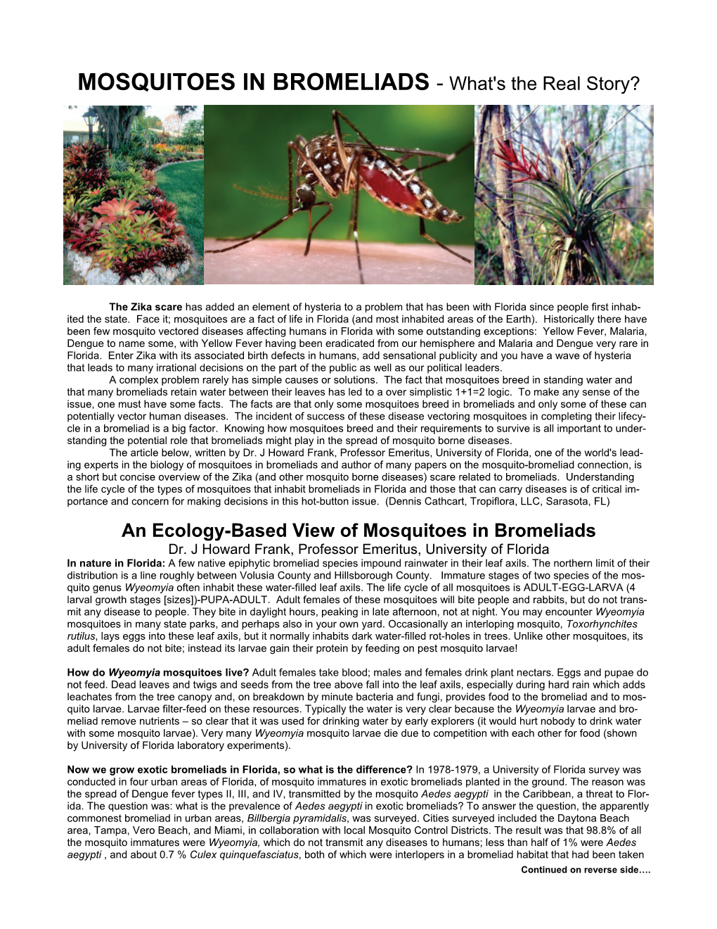 MOSQUITOES in BROMELIADS - What's the Real Story?