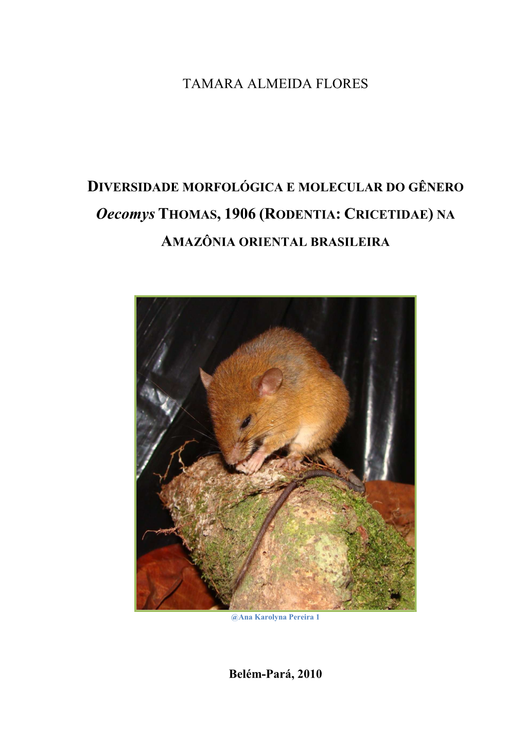 Oecomys Thomas, 1906 (Rodentia: Cricetidae) from Eastern Amazon in Brazil