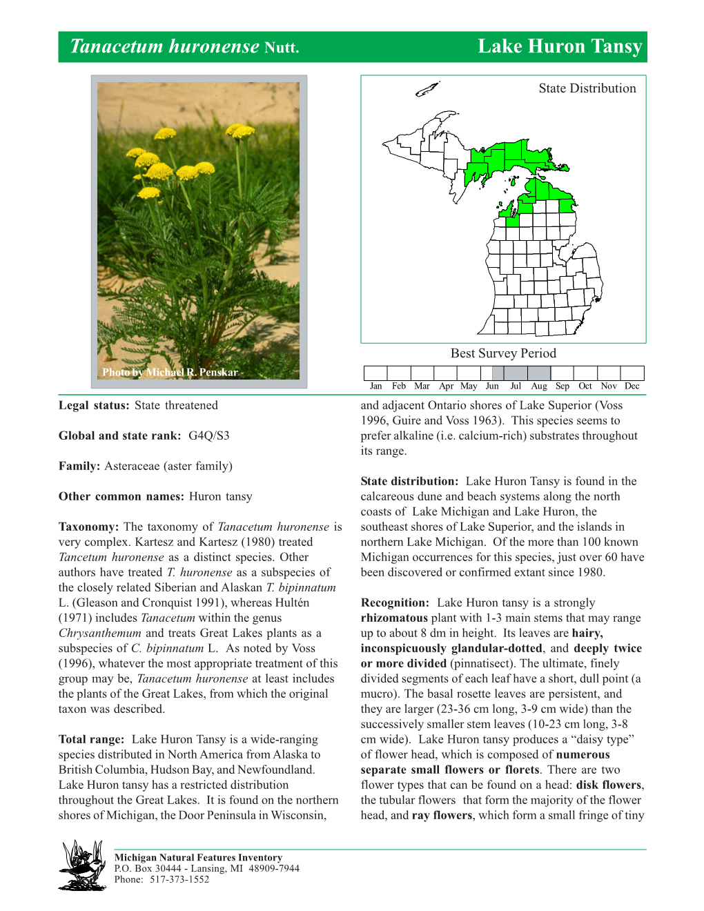 Tanacetum Huronense Nutt. Lake Huron Tansy