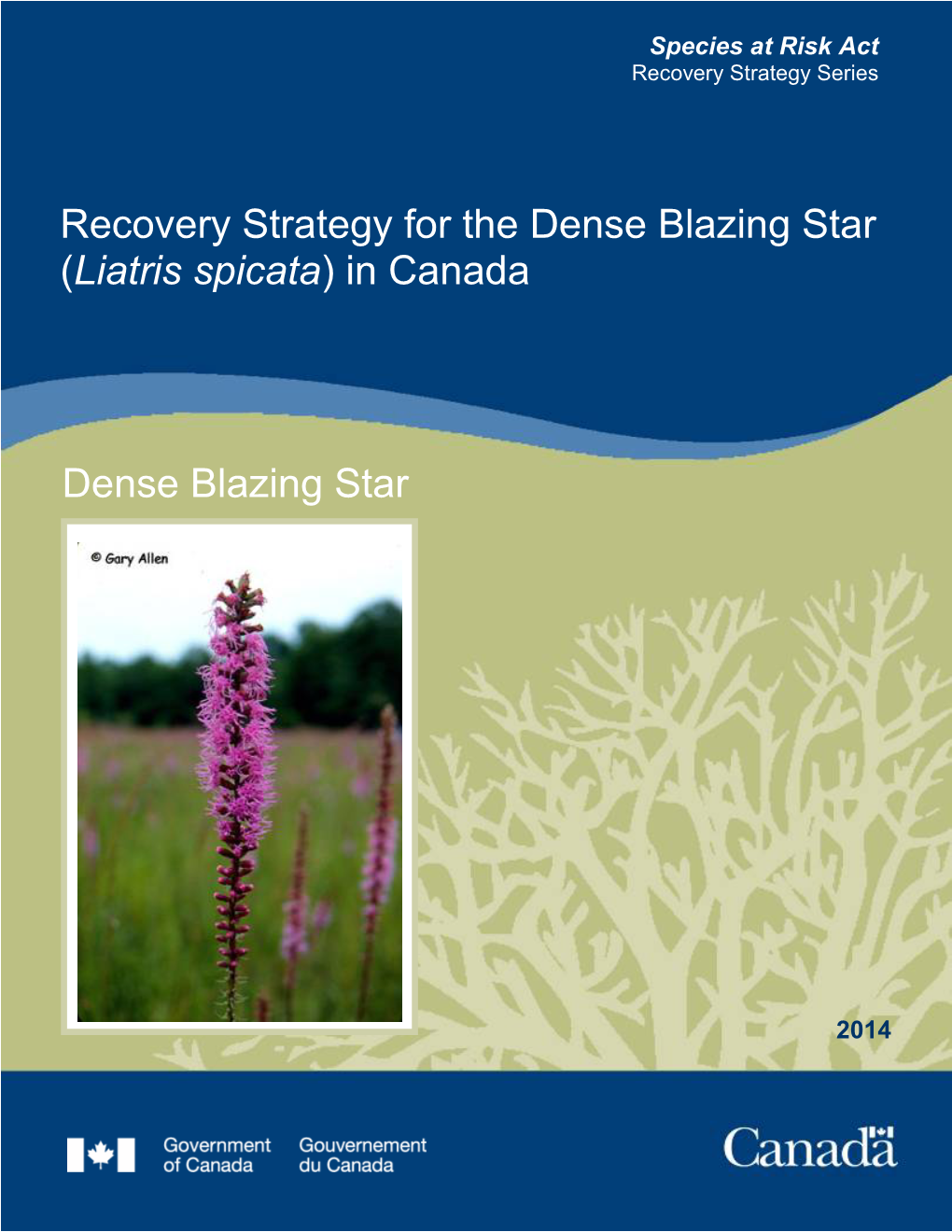 Dense Blazing Star (Liatris Spicata) in Canada