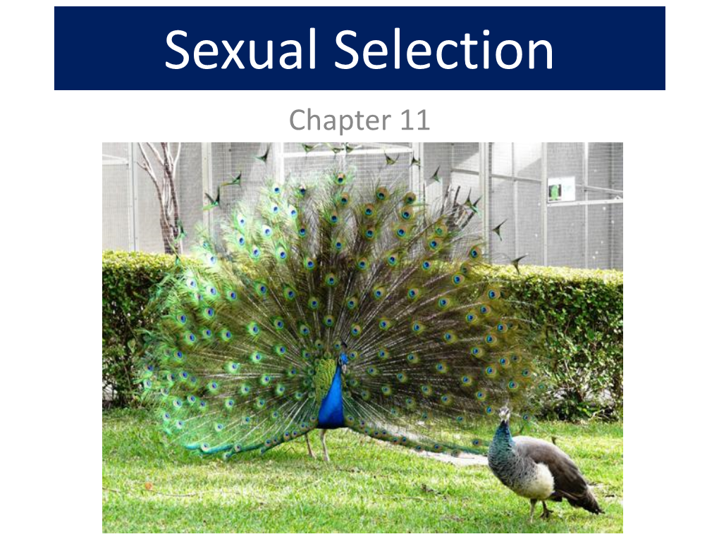 Sexual Selection Chapter 11 Lecture Outline