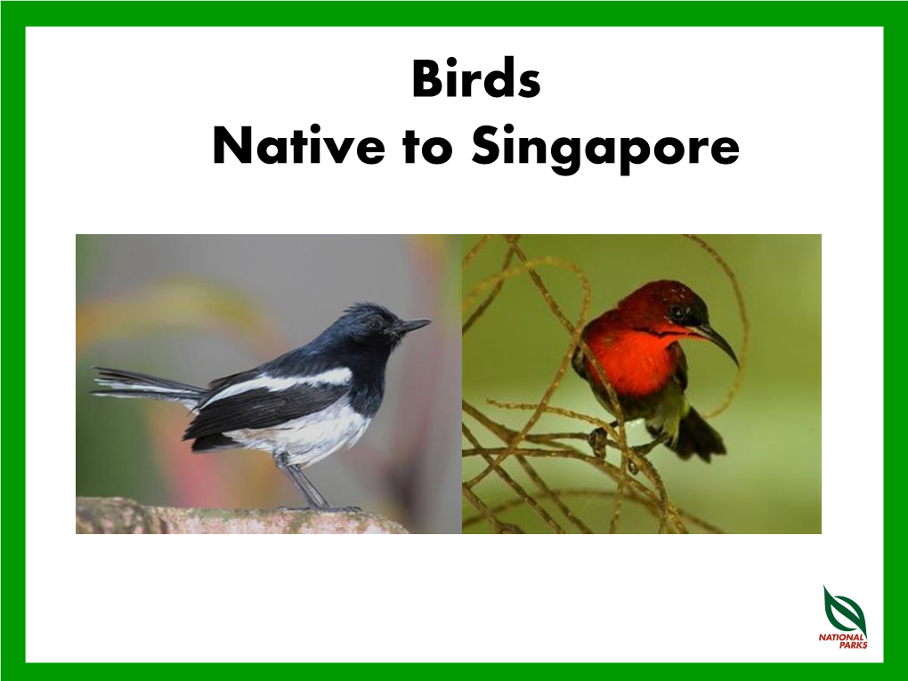 Birds Native to Singapore Classification