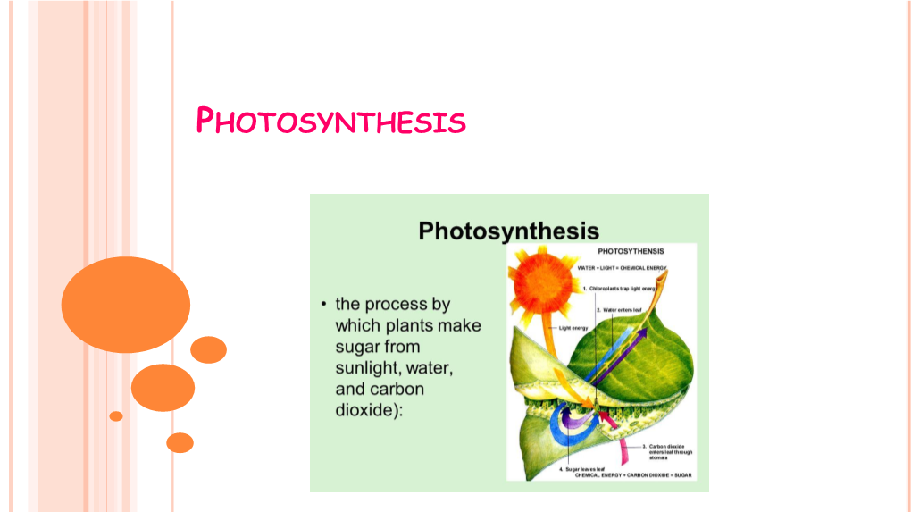 Part-5 Photosynthesis