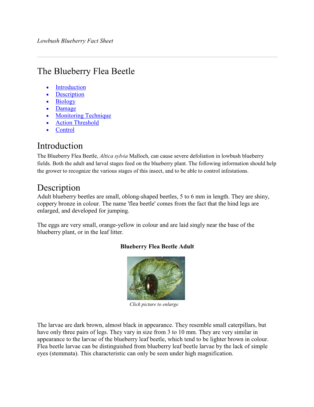 The Blueberry Flea Beetle Introduction Description