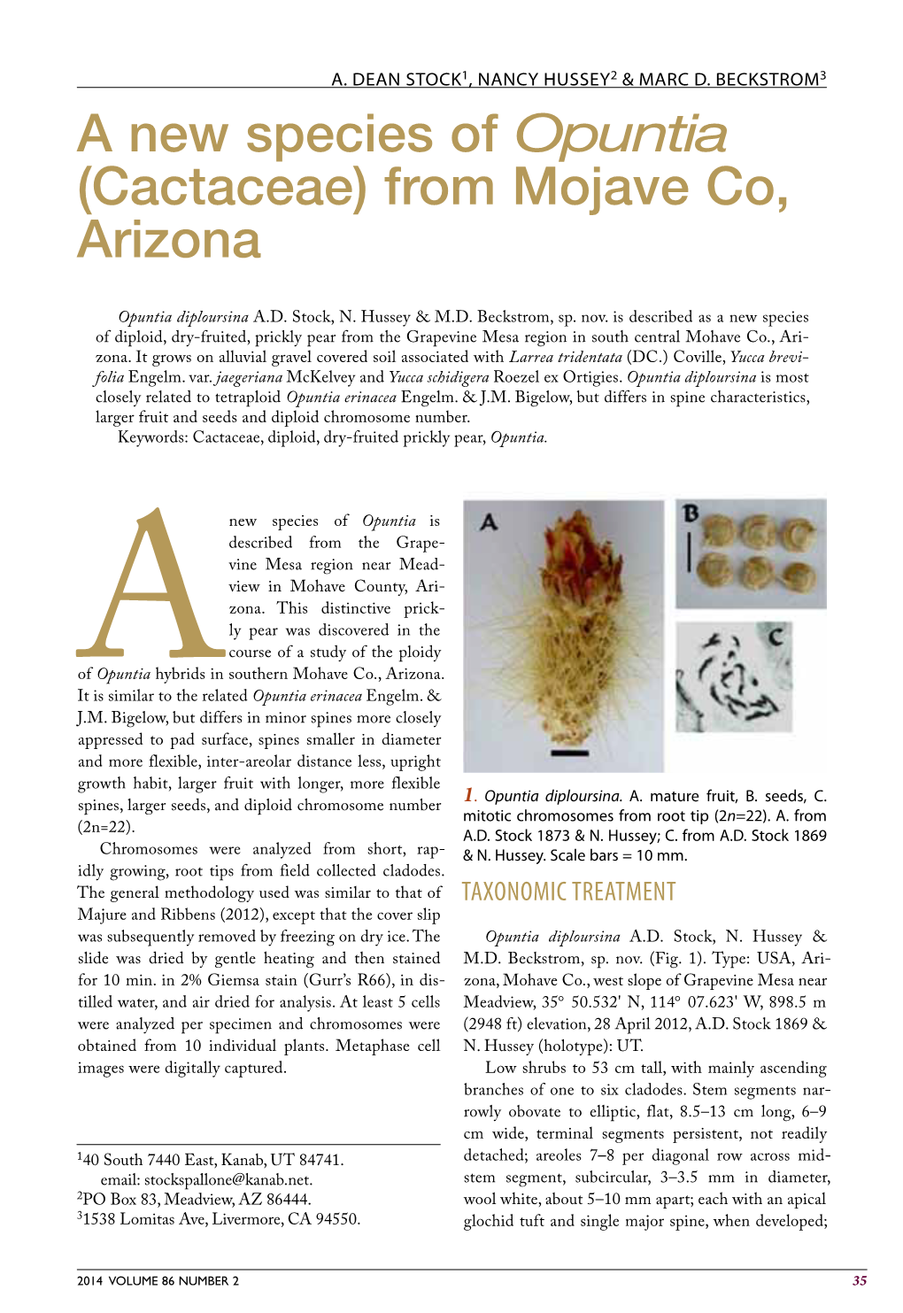 A New Species of Opuntia (Cactaceae) from Mojave Co, Arizona