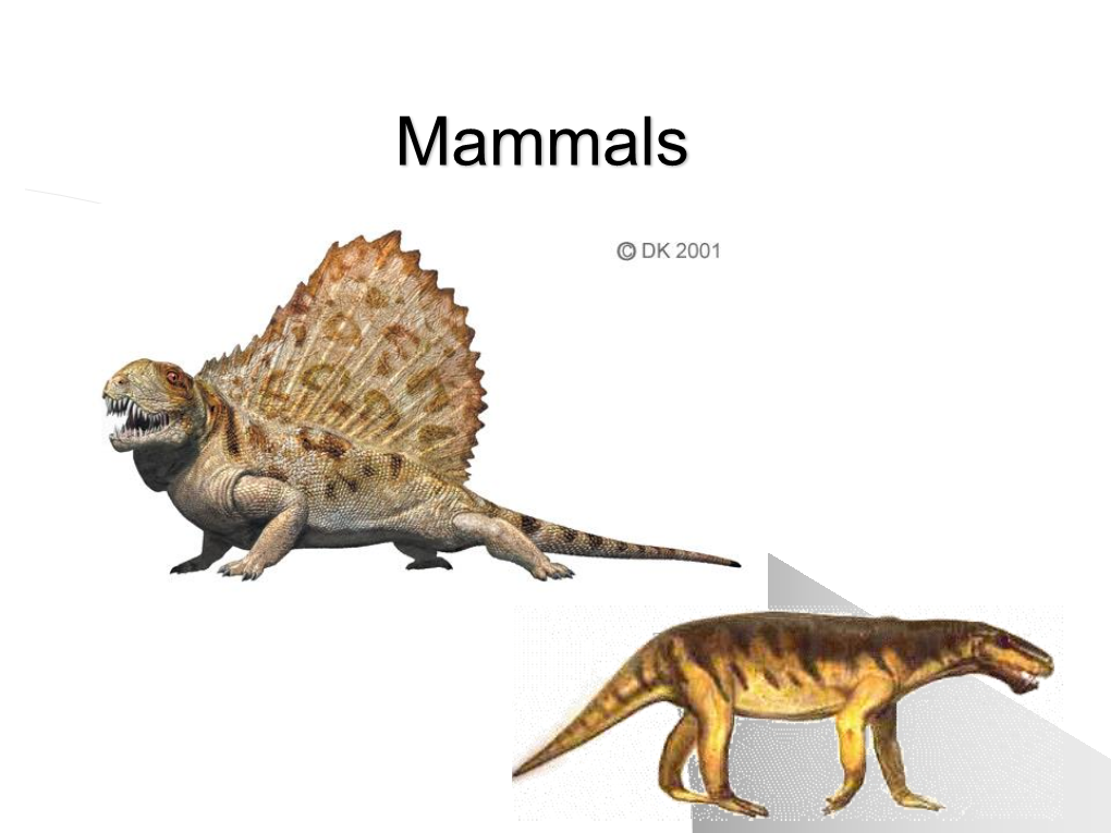 Mammals Mammals Mammalian Characteristics Mammalian Diversity