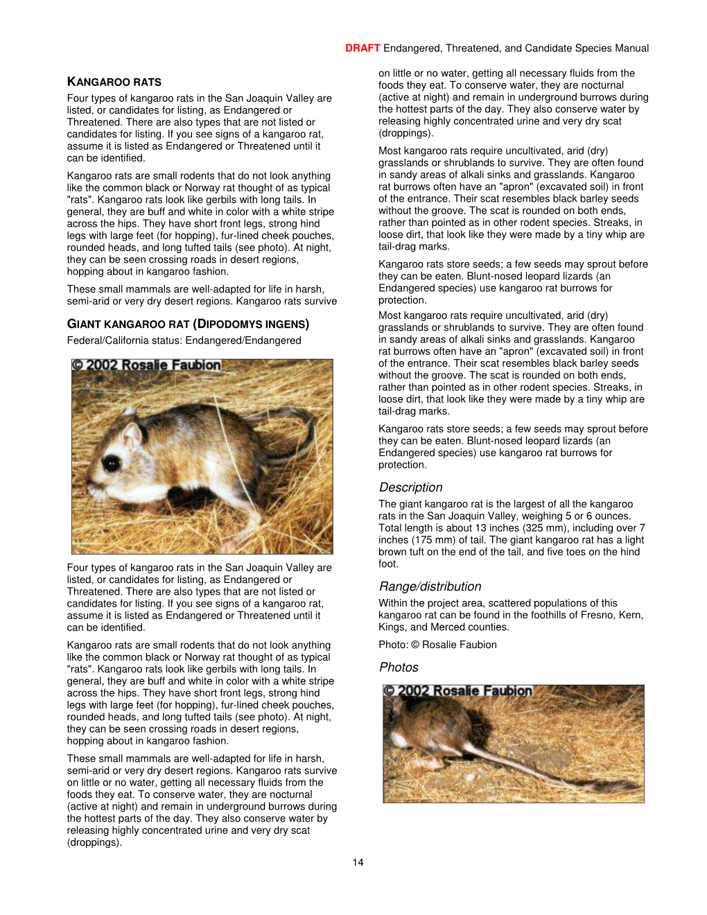 GIANT KANGAROO RAT (DIPODOMYS INGENS) Grasslands Or Shrublands to Survive
