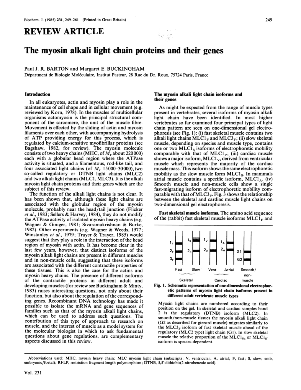 The Myosin Alkali Light Chain Proteins and Their Genes