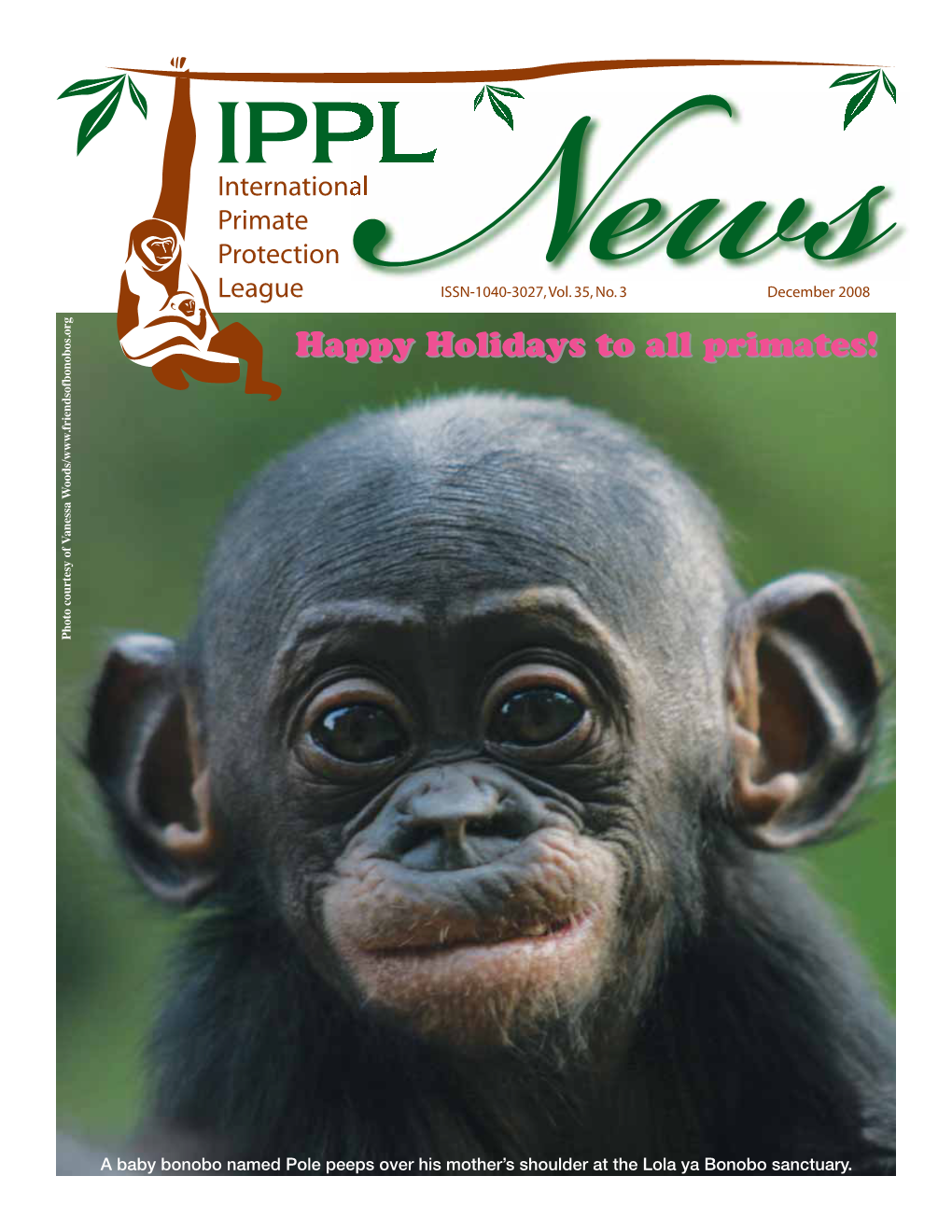 A Baby Bonobo Named Pole Peeps Over His Mother's Shoulder at The