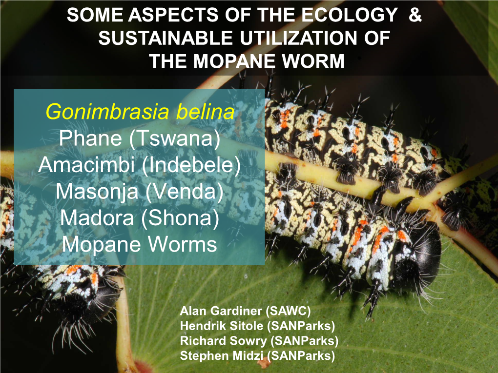 Mopane Worms