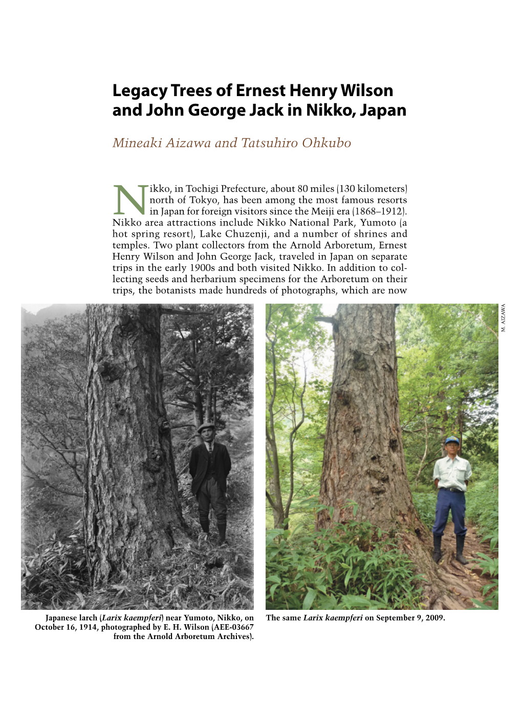 Legacy Trees of Ernest Henry Wilson and John George Jack in Nikko, Japan