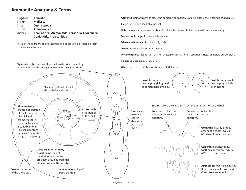 Ammonite Anatomy & Terms