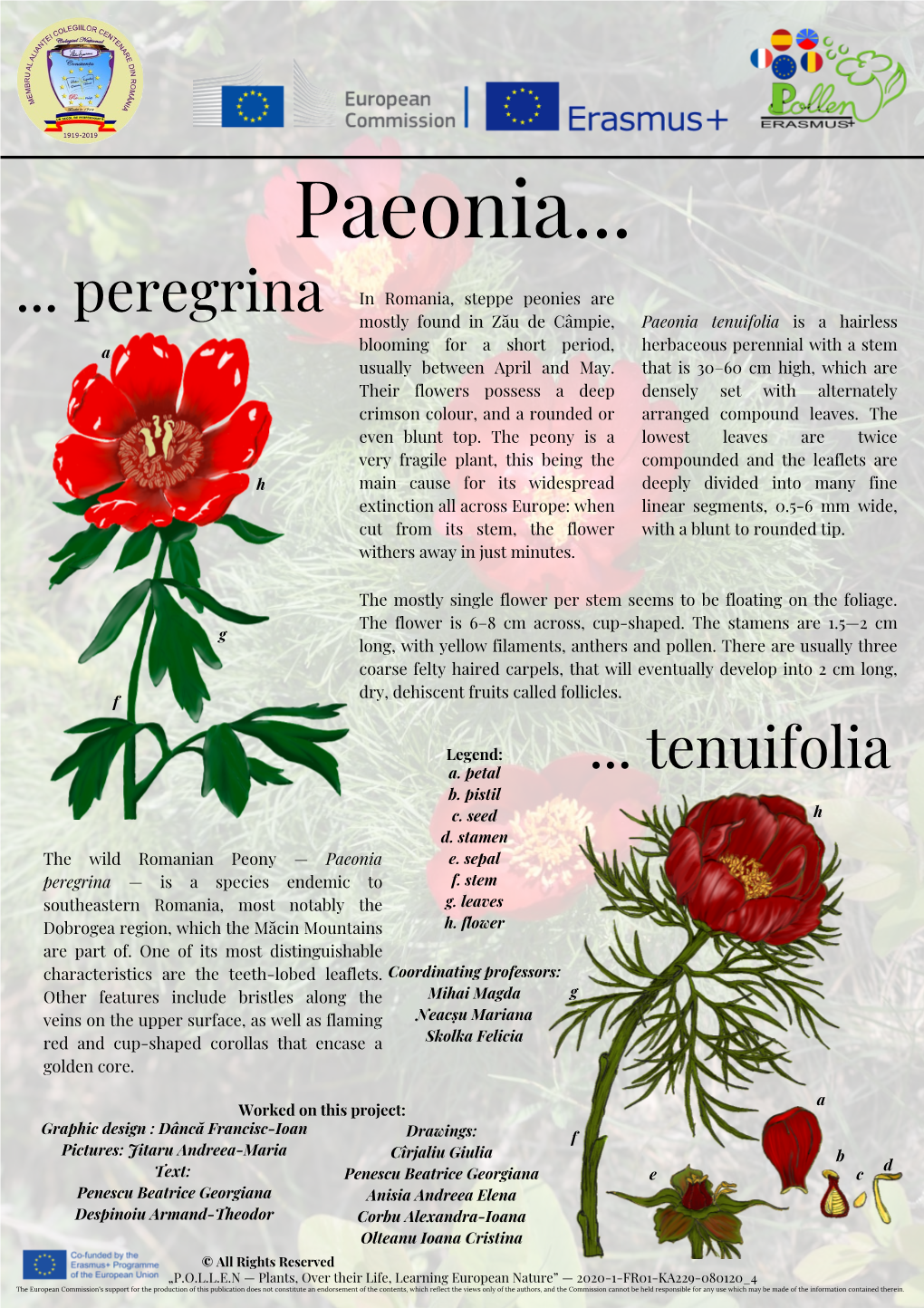 Paeonia Tenuifolia Is a Hairless Herbaceous Perennial with a Stem