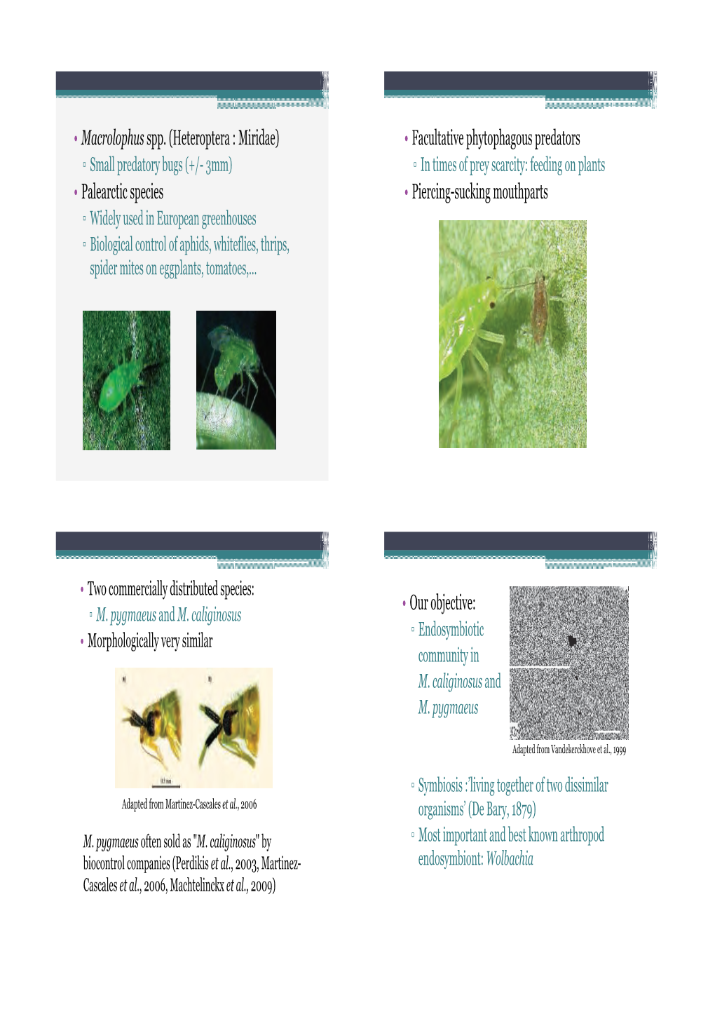 • Macrolophus Spp. (Heteroptera : Miridae) • Palearctic Species